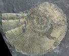 Pyritized Ammonite (Harpoceras) Fossil - Germany #51152-1